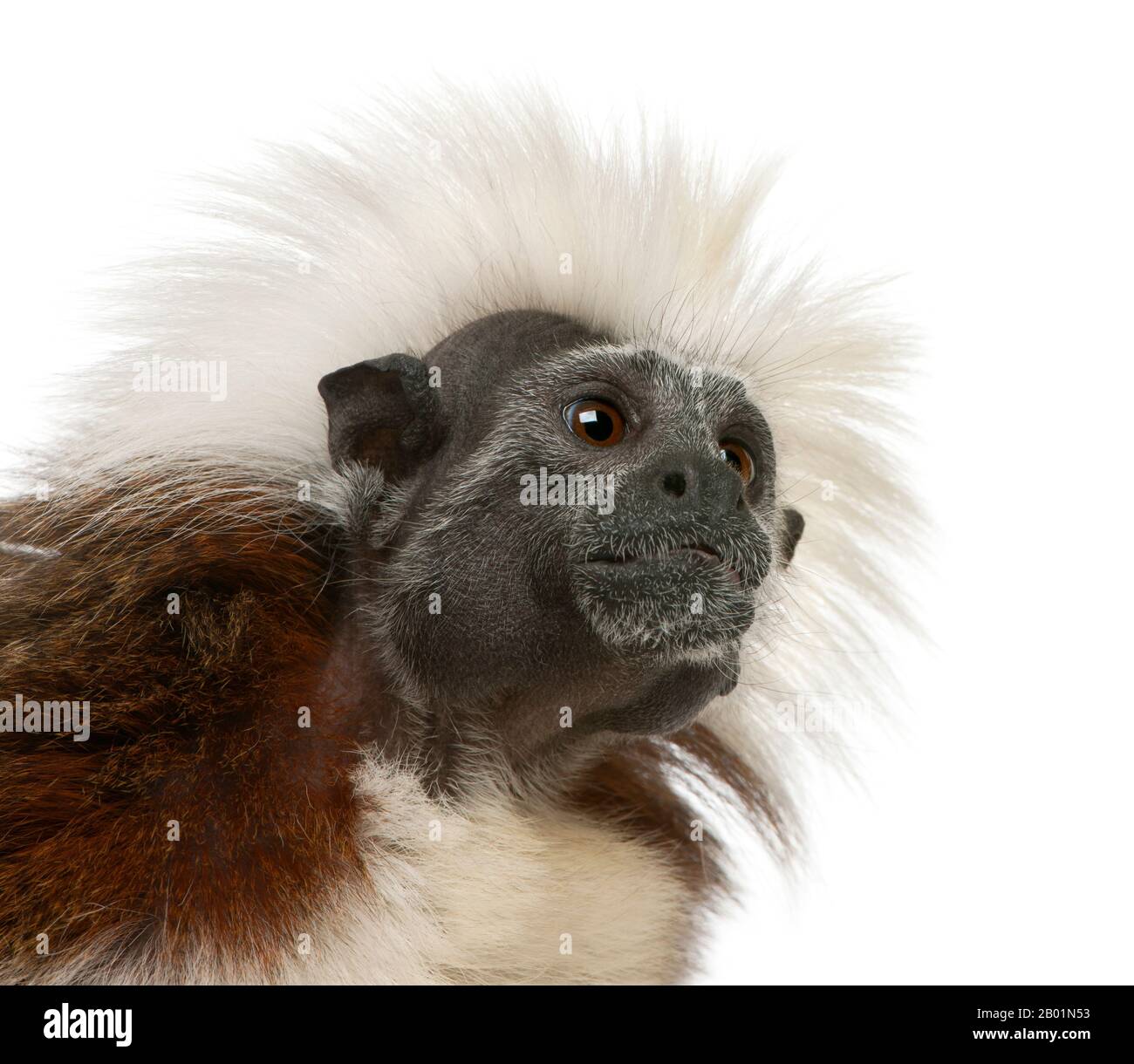 close-up-of-cottontop-tamarin-saguinus-oedipus-in-front-of-white