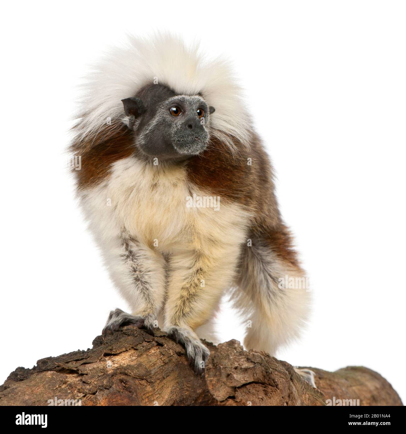 cottontop-tamarin-saguinus-oedipus-on-hi-res-stock-photography-and