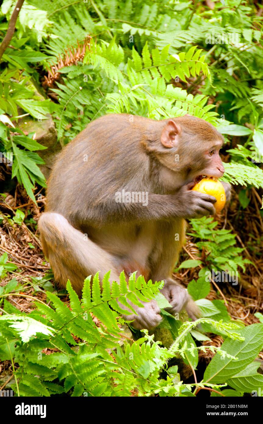 China: Rhesus monkey (Macaca mulatta), Wulingyuan Scenic Area (Zhangjiajie), Hunan Province.  The Rhesus macaque (Macaca mulatta), also called the Rhesus monkey, is brown or grey in colour and has a pink face, which is bereft of fur. Its tail is of medium length and averages between 20.7 and 22.9 cm (8.1 and 9.0 in). Adult males measure approximately 53 cm (21 in) on average and weigh about 7.7 kg (17 lb). Females are smaller, averaging 47 cm (19 in) in length and 5.3 kg (12 lb) in weight.  It is listed as Least Concern in the IUCN Red List of Threatened Species. Stock Photo