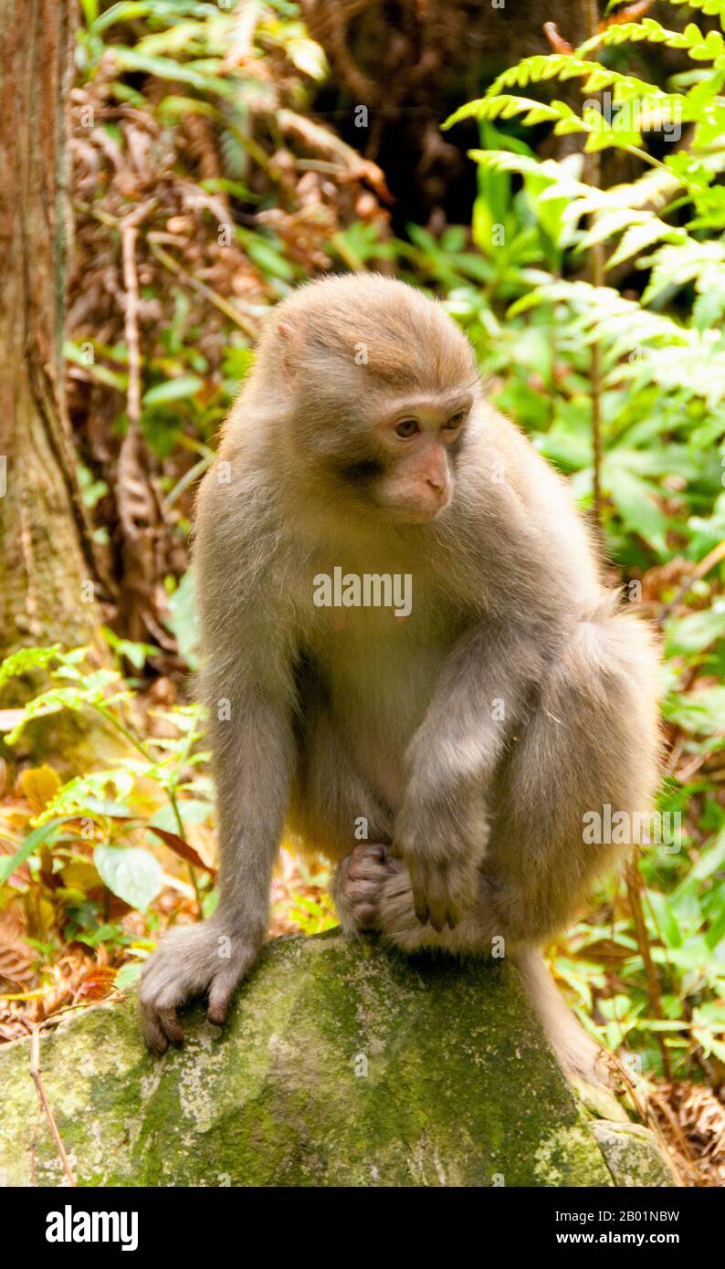 The Rhesus macaque (Macaca mulatta), also called the Rhesus monkey, is brown or grey in color and has a pink face, which is bereft of fur. Its tail is of medium length and averages between 20.7 and 22.9 cm (8.1 and 9.0 in). Adult males measure approximately 53 cm (21 in) on average and weigh about 7.7 kg (17 lb). Females are smaller, averaging 47 cm (19 in) in length and 5.3 kg (12 lb) in weight.  It is listed as Least Concern in the IUCN Red List of Threatened Species in view of its wide distribution, presumed large population, and its tolerance of a broad range of habitats. Native to South, Stock Photo