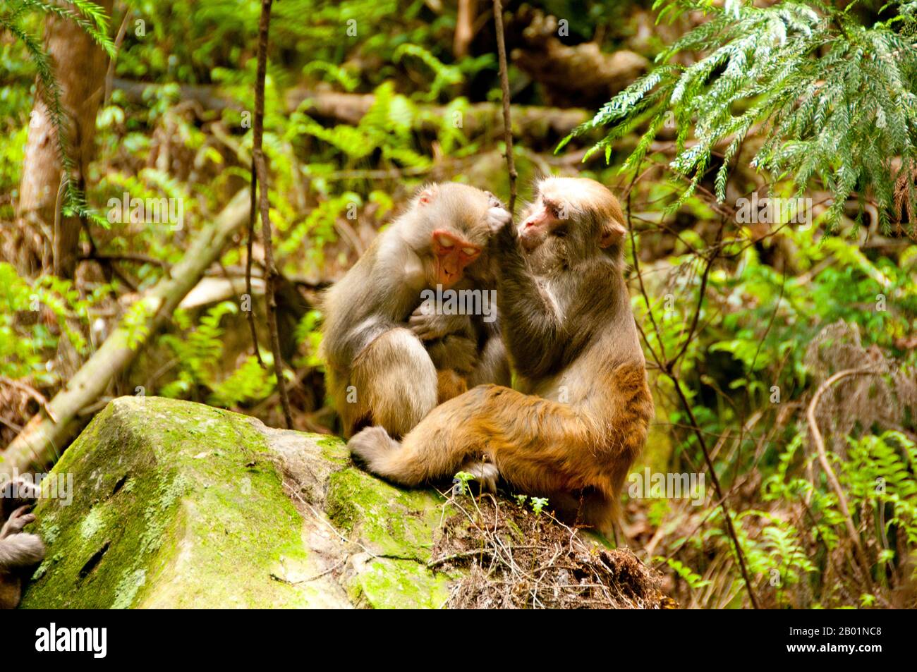 China: Rhesus monkeys (Macaca mulatta), Wulingyuan Scenic Area (Zhangjiajie), Hunan Province.  The Rhesus macaque (Macaca mulatta), also called the Rhesus monkey, is brown or grey in colour and has a pink face, which is bereft of fur. Its tail is of medium length and averages between 20.7 and 22.9 cm (8.1 and 9.0 in). Adult males measure approximately 53 cm (21 in) on average and weigh about 7.7 kg (17 lb). Females are smaller, averaging 47 cm (19 in) in length and 5.3 kg (12 lb) in weight.  It is listed as Least Concern in the IUCN Red List of Threatened Species. Stock Photo