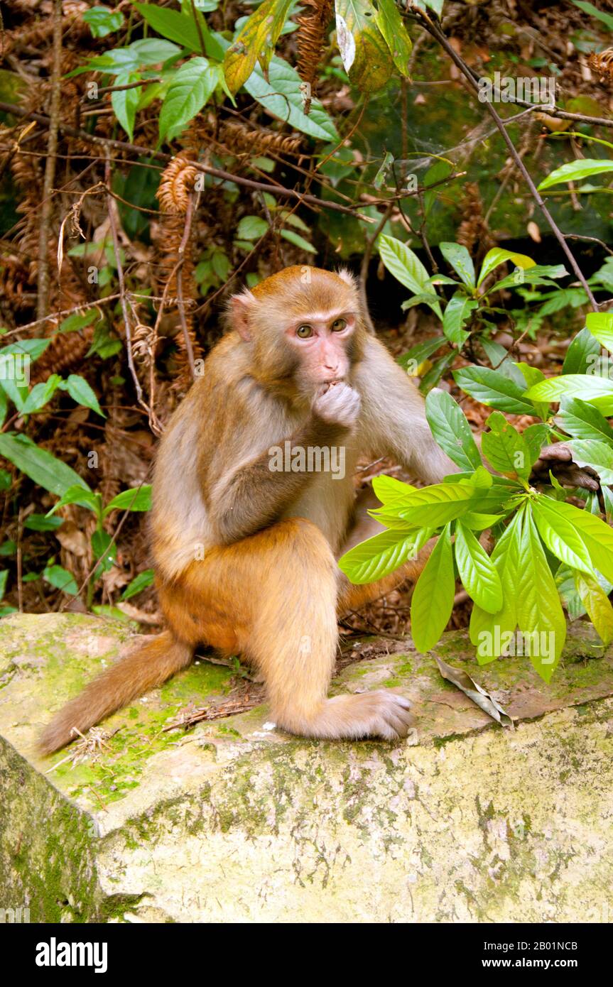China: Rhesus monkey (Macaca mulatta), Wulingyuan Scenic Area (Zhangjiajie), Hunan Province.  The Rhesus macaque (Macaca mulatta), also called the Rhesus monkey, is brown or grey in colour and has a pink face, which is bereft of fur. Its tail is of medium length and averages between 20.7 and 22.9 cm (8.1 and 9.0 in). Adult males measure approximately 53 cm (21 in) on average and weigh about 7.7 kg (17 lb). Females are smaller, averaging 47 cm (19 in) in length and 5.3 kg (12 lb) in weight.  It is listed as Least Concern in the IUCN Red List of Threatened Species. Stock Photo