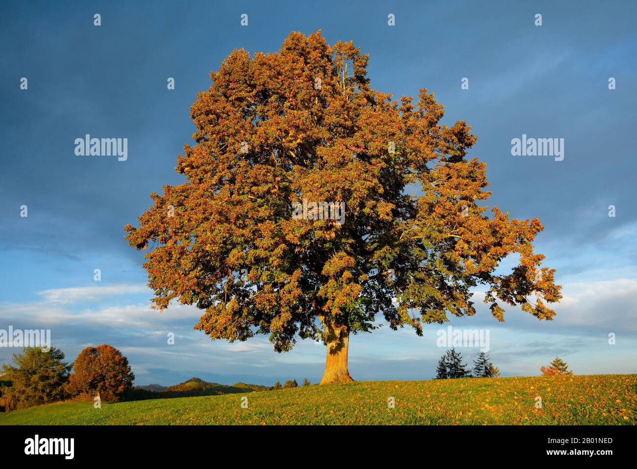 basswood, linden, lime tree (Tilia spec.), single lime tree in autumn, Switzerland, Appenzell Ausserrhoden, Schwellbrunn Stock Photo