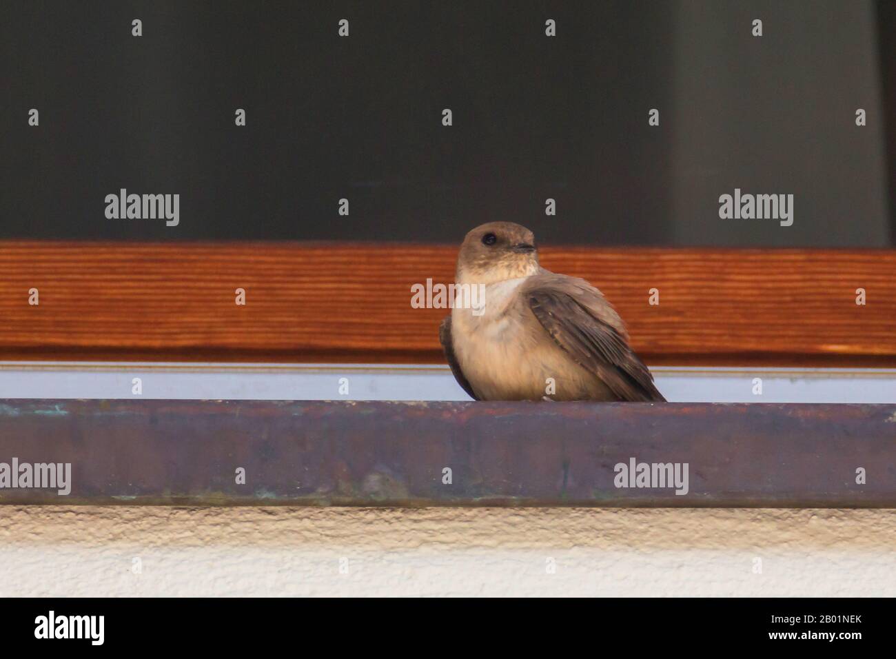 crag martin (Ptyonoprogne rupestris, Hirundo rupestris), rets on a windowsill, Austria, Tyrol Stock Photo