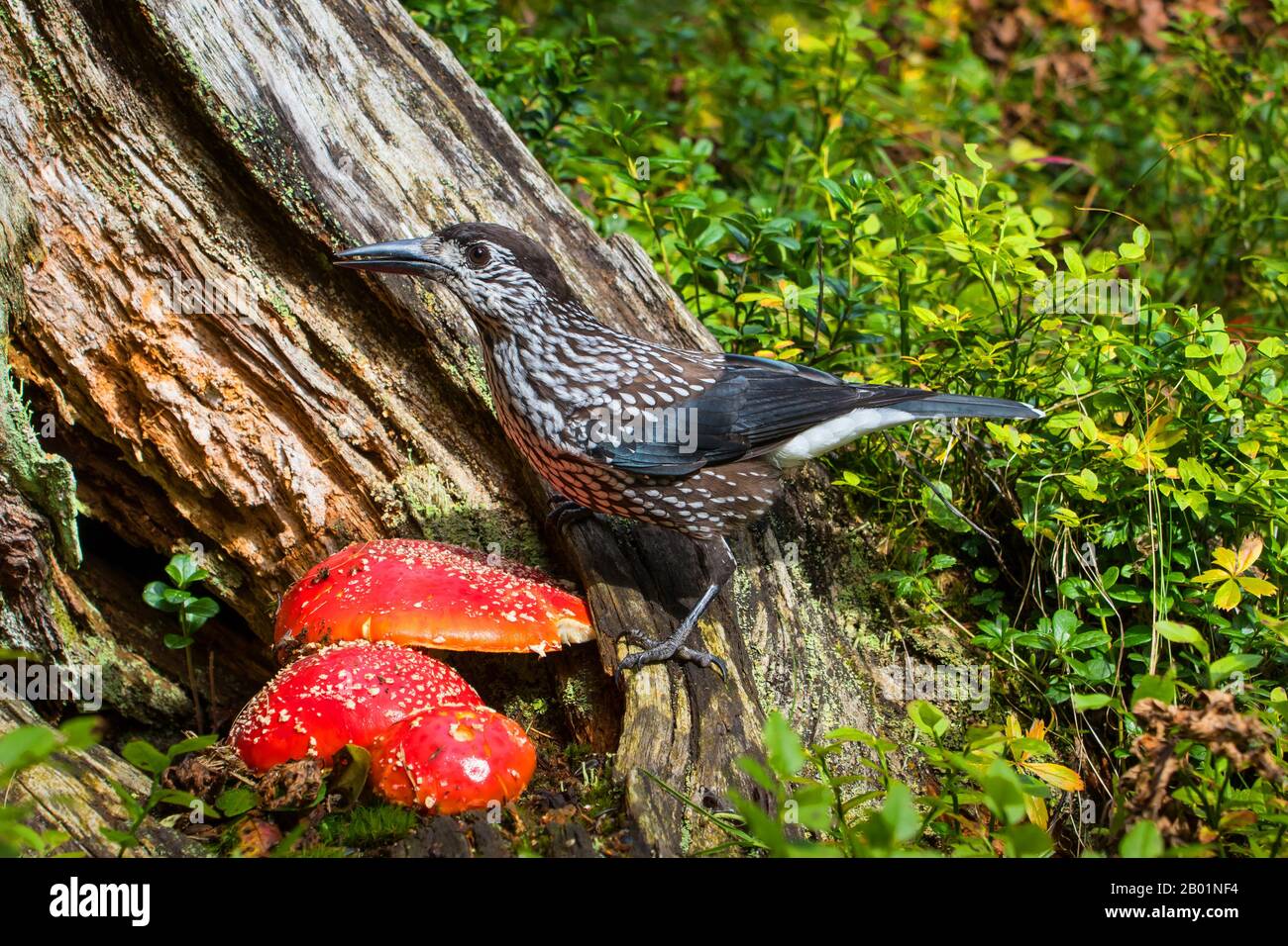 spotted nutcracker (Nucifraga caryocatactes), foraging at a tree snag with fly agarics, Switzerland, Grisons Stock Photo