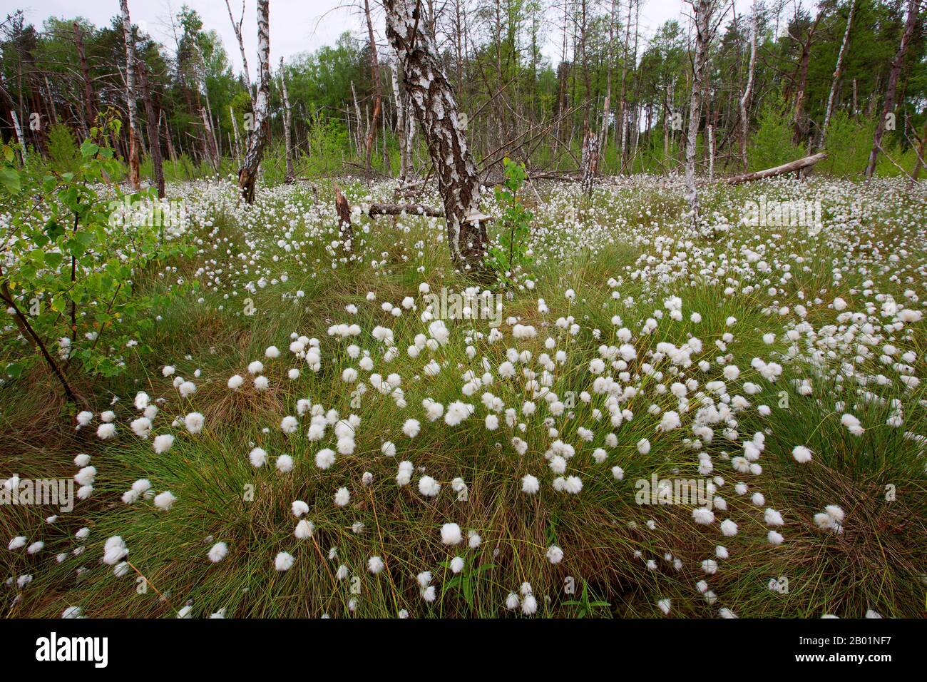 Briebrza hi-res stock photography and images - Alamy