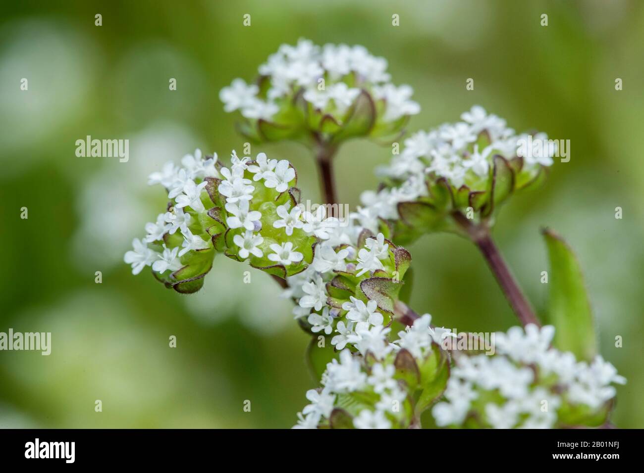 Common cornsalad, Lamb's lettuce, European cornsalad (Valerianella locusta), blooming, Germany Stock Photo