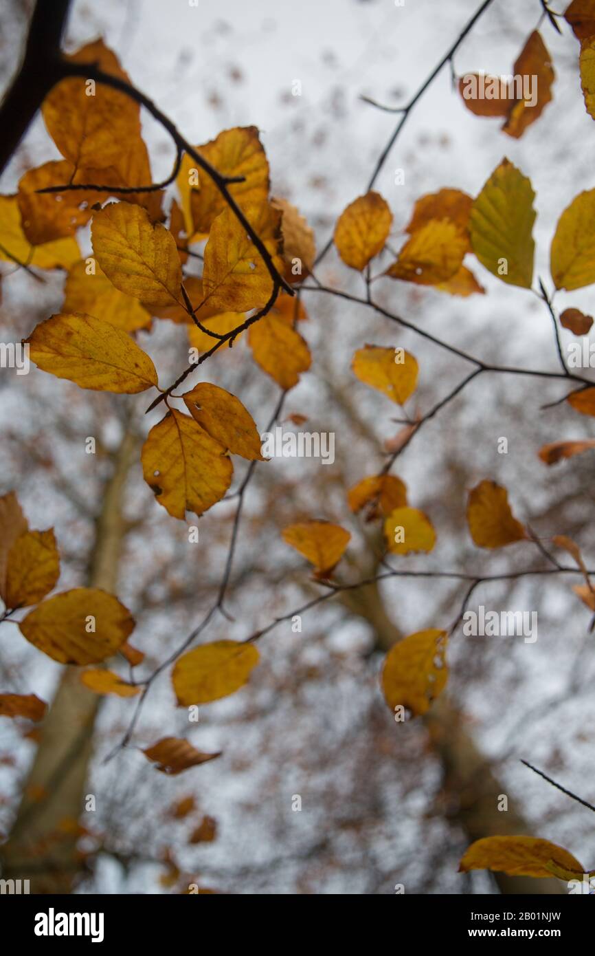 Upward view of Beech leaves in Autumn, Kinaldy, St Andrews, Fife, Scotland. Stock Photo