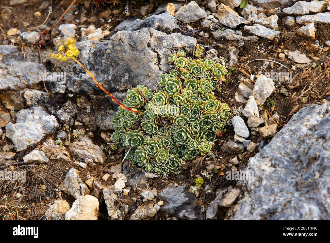 White mountain-saxifrage (Saxifraga paniculata), fruiting, Germany, Bavaria, Karwendel Mountains Stock Photo