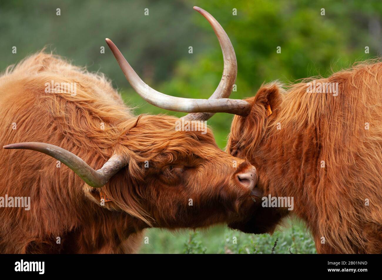 Scottish Highland Cattle, Kyloe, Highland cow, Heelan coo (Bos primigenius f. taurus), two Scottish Highland Cattles greeting, Belgium, West Flanders, De Westhoek, De Panne Stock Photo