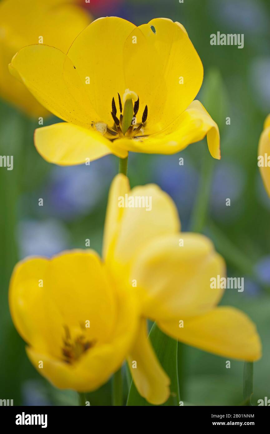 common garden tulip (Tulipa 'Golden Parade', Tulipa Golden Parade), cultivar Golden Parade Stock Photo