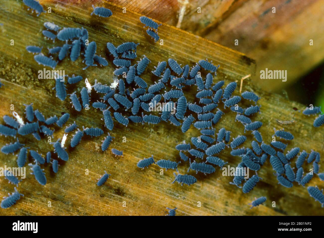 water springtail (Podura aquatica), many water springtails on a leaf in water, Germany Stock Photo