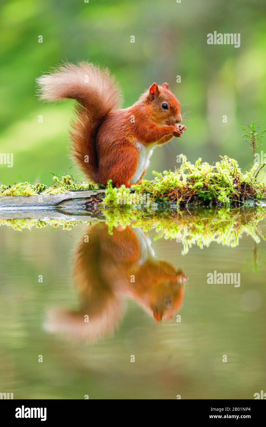 European red squirrel, Eurasian red squirrel (Sciurus vulgaris), at a mossy waterfront, side view, Switzerland Stock Photo