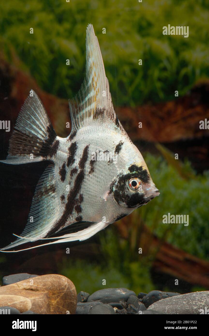Freshwater angelfish, Longfin angel fish, Black angelfish, Scalare (Pterophyllum scalare Platinum Marmor, Platax scalaris Platinum Marmor), breed Platinum Marmor Stock Photo