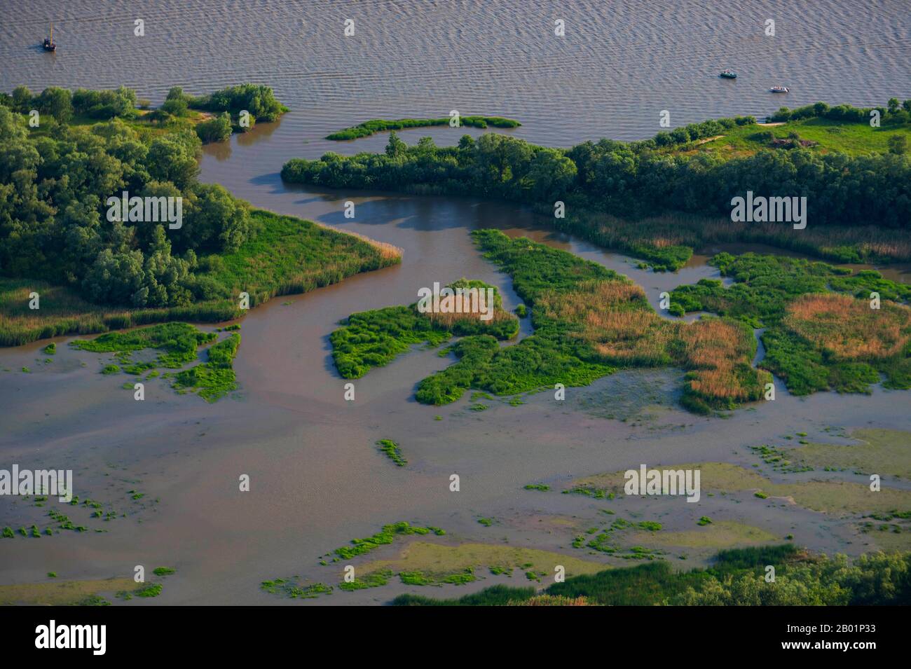 freshwater mudflats and alluvial forest of Hanskalbsand Island, river Elbe, aerial view, Germany, Lower Saxony Stock Photo