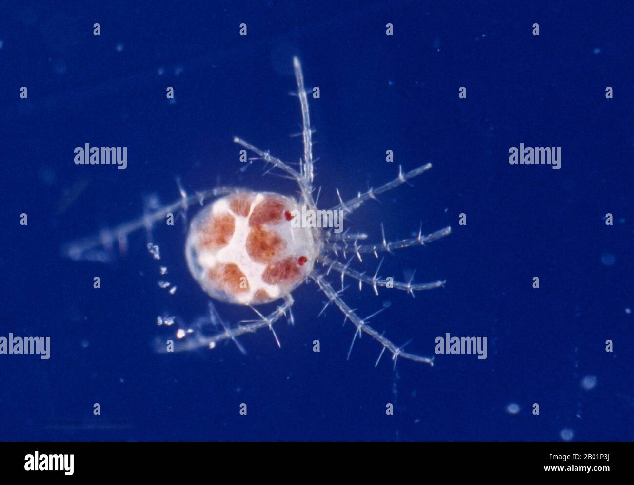 water mite, water mites (Hydracarina), swimming Stock Photo Alamy