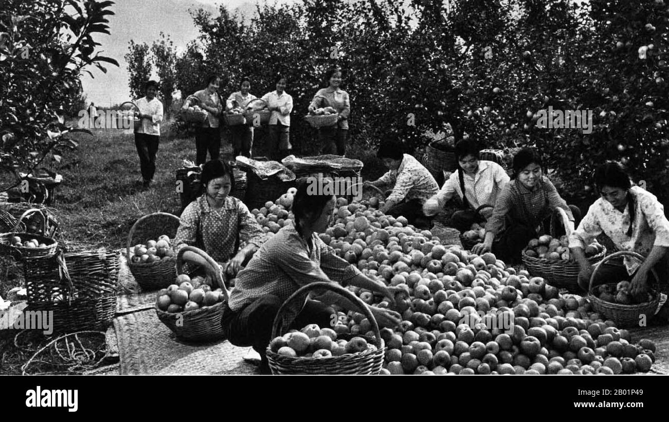 China: A female commune team collecting apples during the Great Leap Forward (1958-1961).  The Great Leap Forward of the People's Republic of China (PRC) was an economic and social campaign of the Communist Party of China (CPC), reflected in planning decisions from 1958 to 1961, which aimed to use China's vast population to rapidly transform the country from an agrarian economy into a modern communist society through the process of rapid industrialisation, and collectivisation. Mao Zedong led the campaign based on the Theory of Productive Forces. Stock Photo