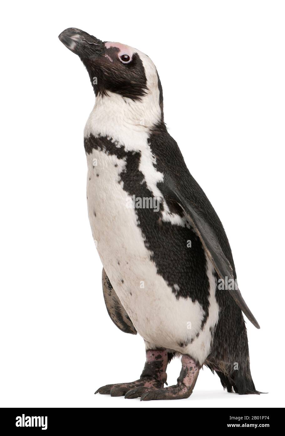 African Penguin, Spheniscus demersus, 10 years old, in front of white background Stock Photo