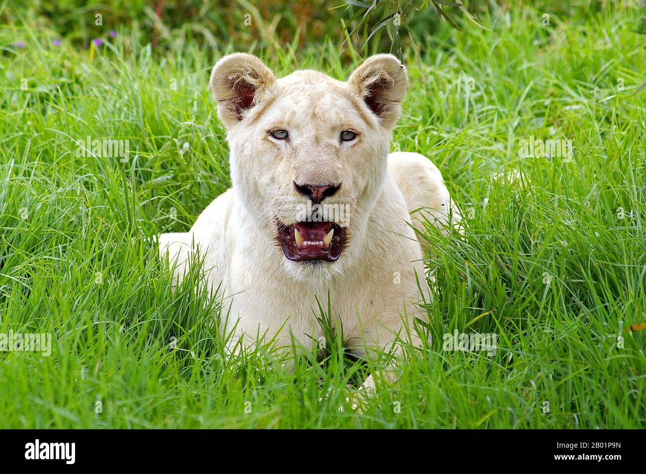 lion (Panthera leo), white lioness, South Africa Stock Photo