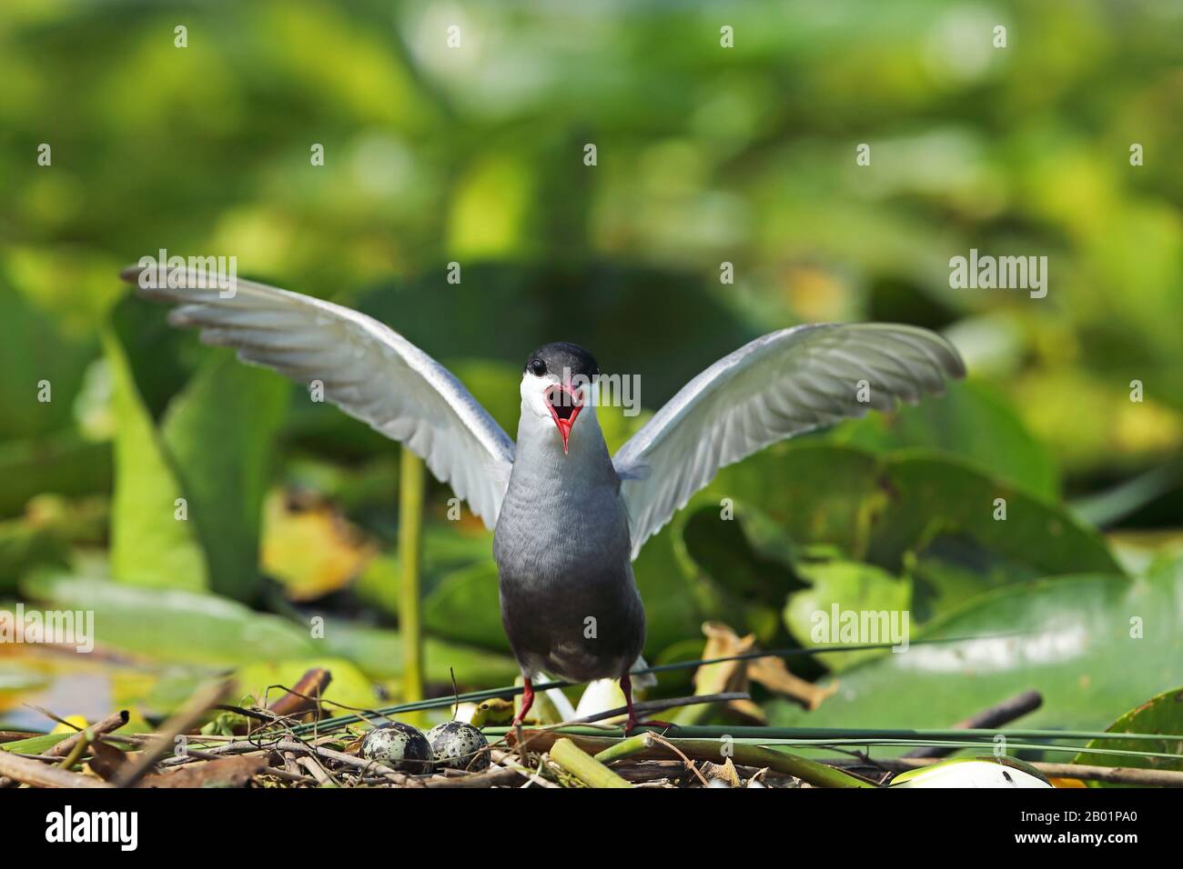 whiskered tern (Chlidonias hybrida), lands at the nest and calls, Montenegro, Skadarsee National Park Stock Photo