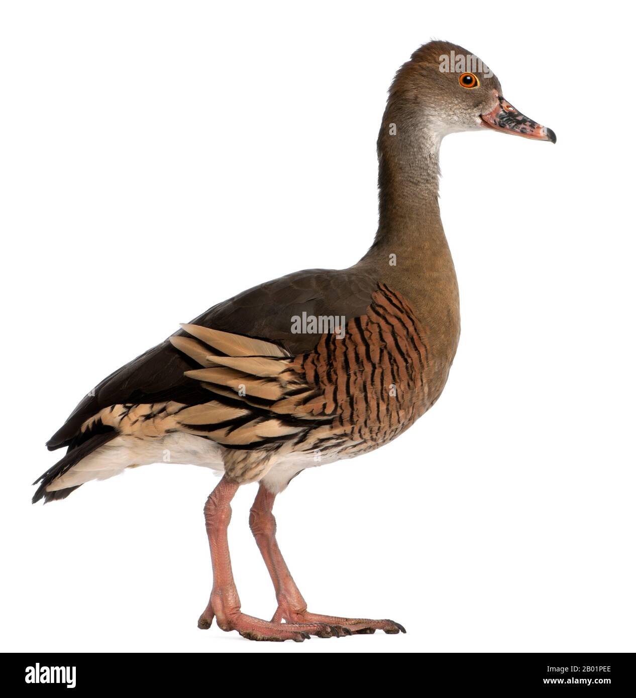 Fulvous Whistling Duck, Dendrocygna bicolor, in front of white background Stock Photo