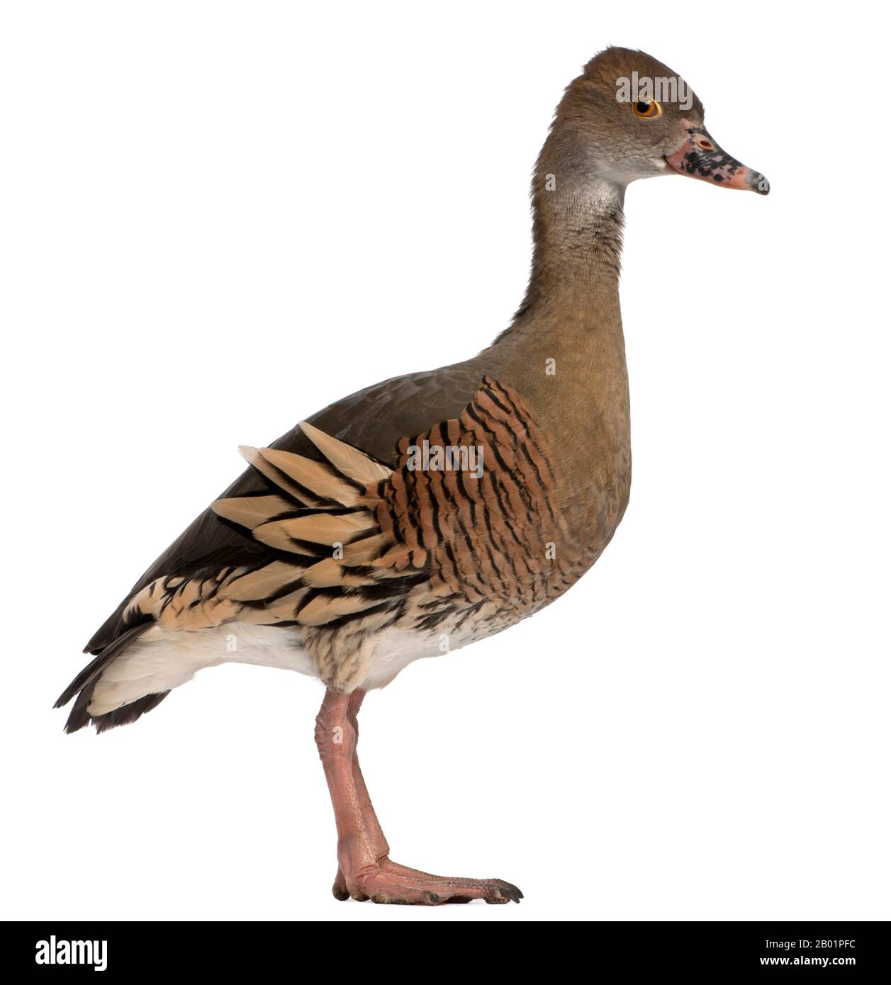 Fulvous Whistling Duck, Dendrocygna bicolor, in front of white background Stock Photo