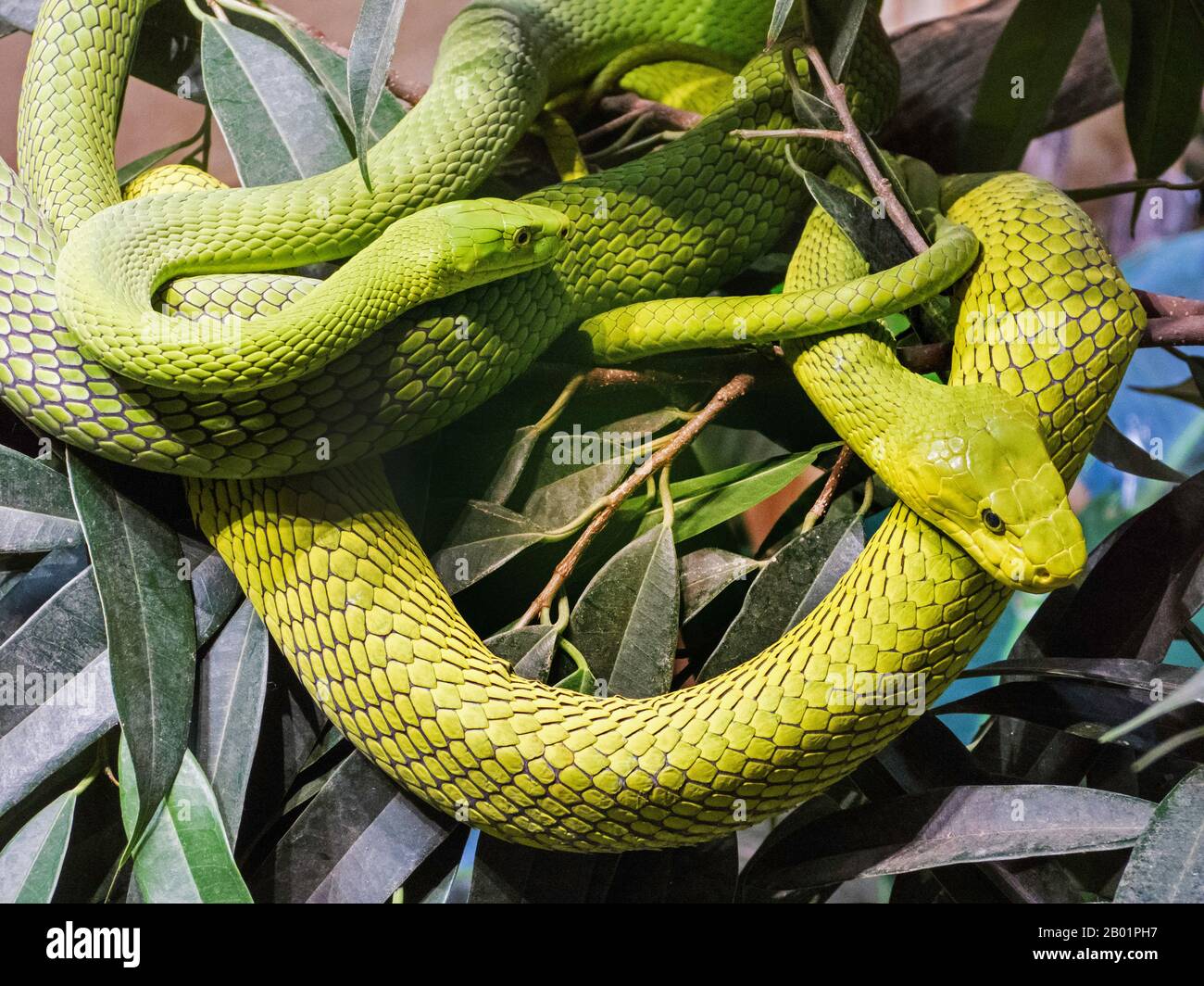 eastern green mamba, common mamba (Dendroaspis angusticeps), two intertwined eastern green mambas Stock Photo