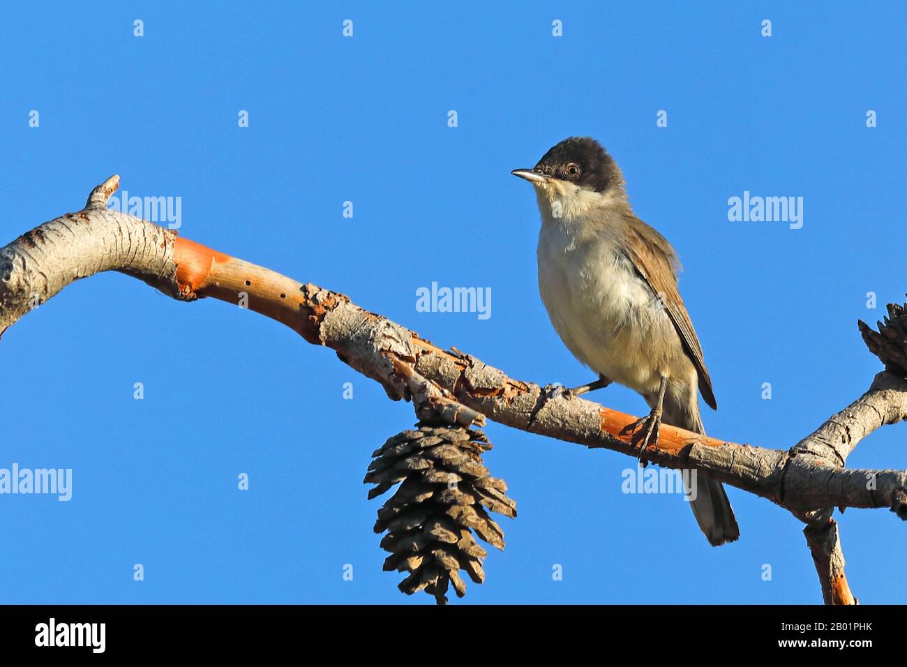 Eastern orphean warbler (Sylvia hortensis crassirostris, Sylvia crassirostris), perching on a branch, Greece, Lesbos Stock Photo