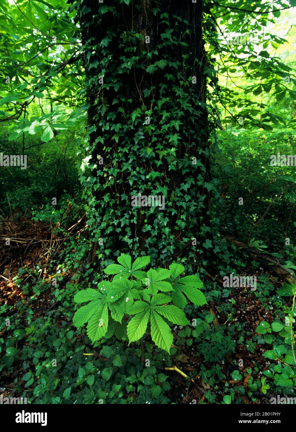 common horse chestnut (Aesculus hippocastanum), young shoot at a tree trunk, Germany Stock Photo