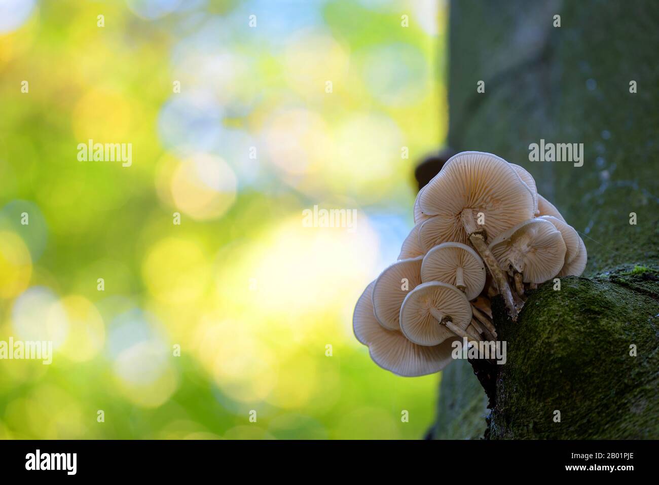 porcelain fungus (Oudemansiella mucida), fruiting bodies on beech stem, Germany, North Rhine-Westphalia Stock Photo