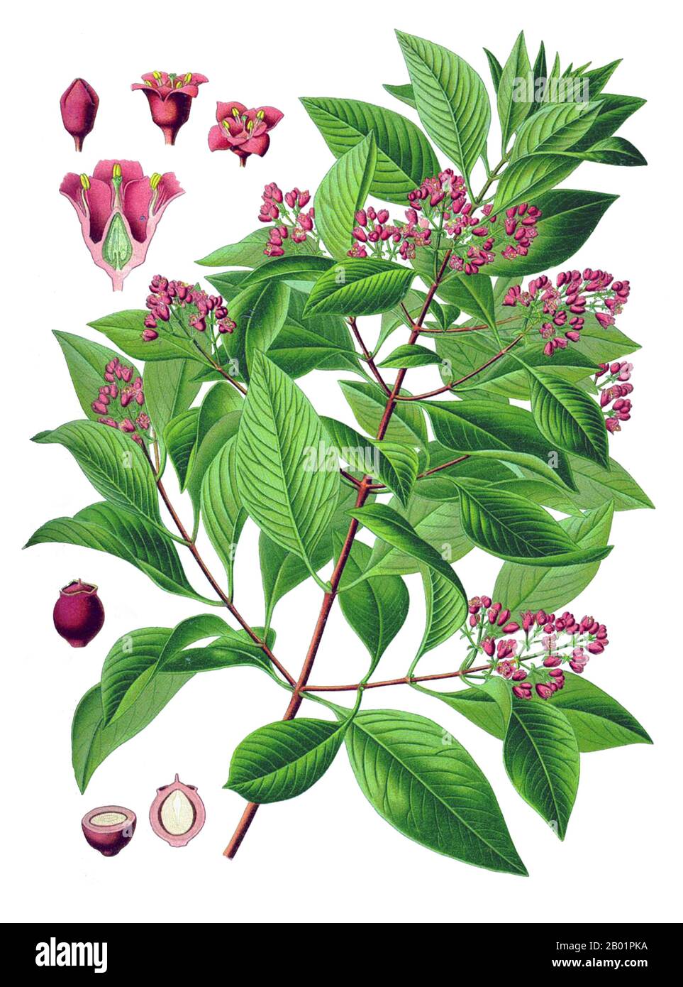 Santalum Album High Resolution Stock Photography And Images Alamy Santalum Album High Resolution Stock Photography And Images Alamy