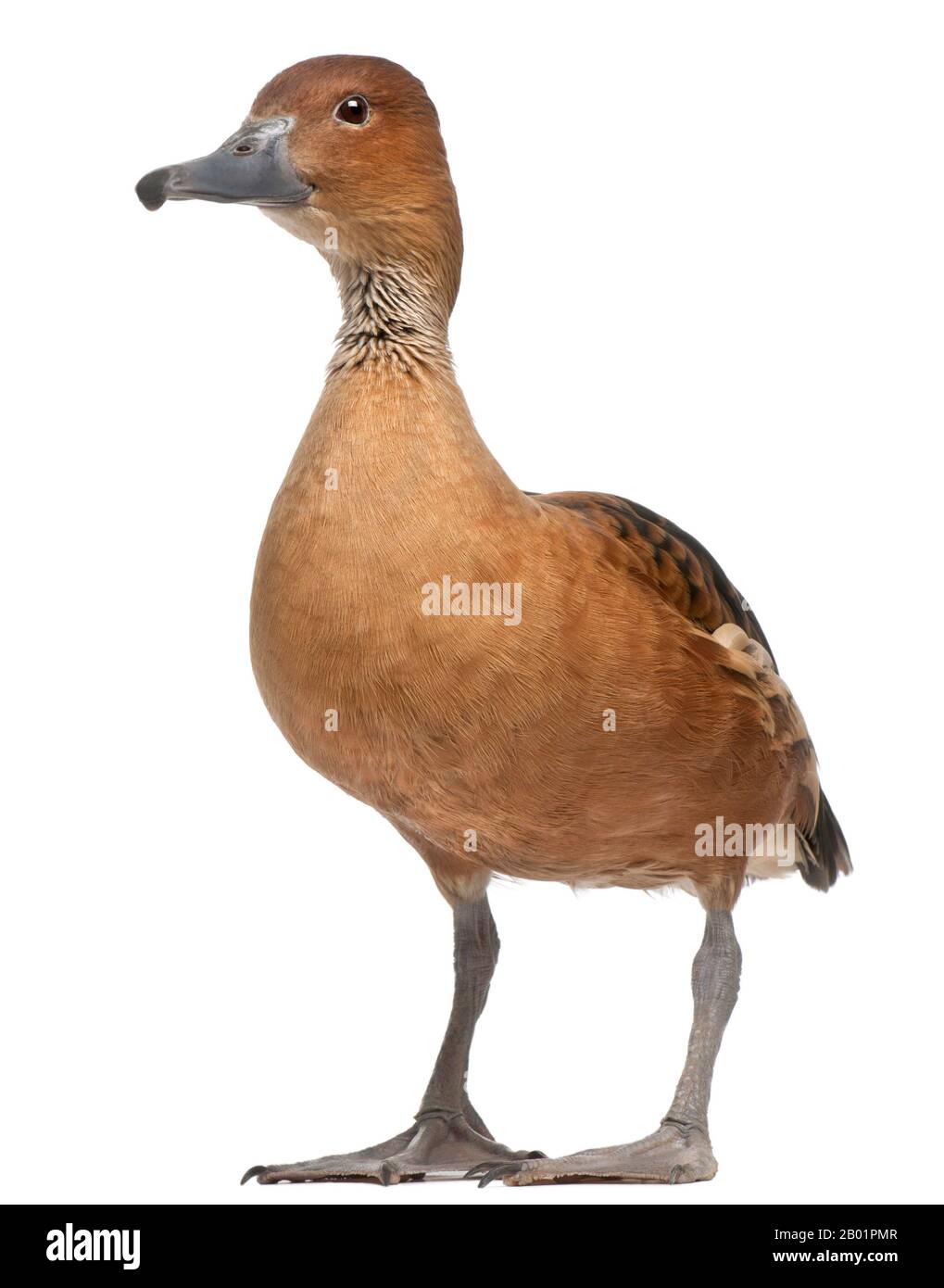 Fulvous Whistling Duck, Dendrocygna bicolor, 5 years old, standing in front of white background Stock Photo