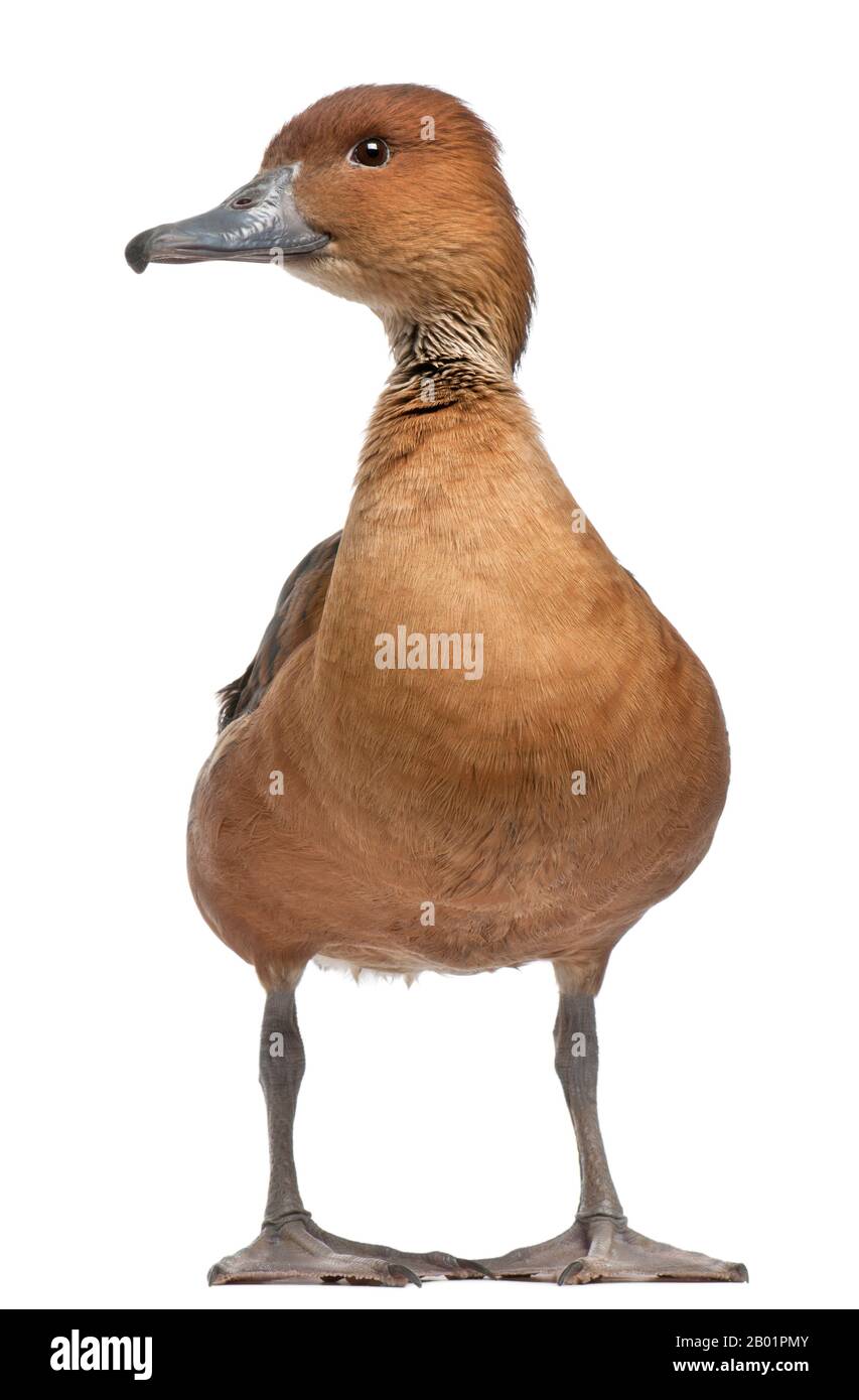 Fulvous Whistling Duck, Dendrocygna bicolor, 5 years old, standing in front of white background Stock Photo