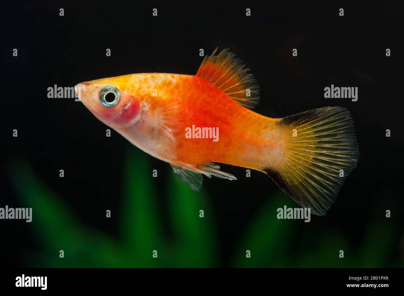 southern platyfish (Xiphophorus maculatus), breeding form Kometplaty Gelb Stock Photo