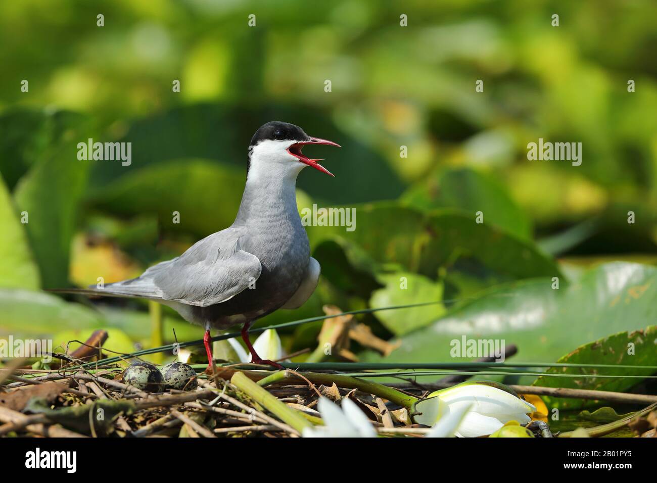 whiskered tern (Chlidonias hybrida), stands at the nest and calls, Montenegro, Skadarsee National Park Stock Photo