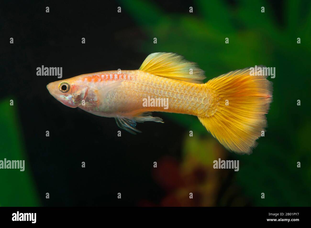 guppy (Poecilia reticulata, Lebistes reticulatus, Lebistes reticulata), breed Neon Gelb Stock Photo