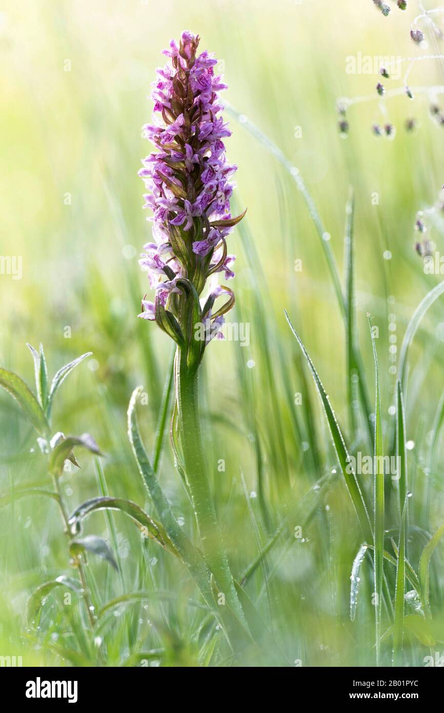 early marsh-orchid (Dactylorhiza incarnata), blooming in a meadow, Germany, Bavaria, Suedbayern Stock Photo