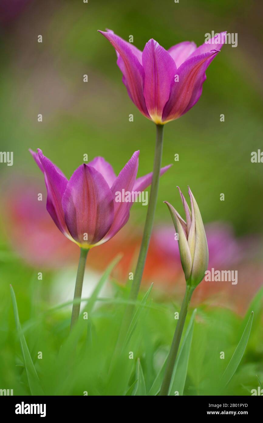 common garden tulip (Tulipa 'Maytime', Tulips Maytime), cultivar Maytime Stock Photo