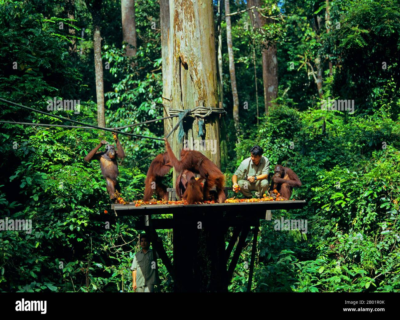 Bornean orangutan (Pongo pygmaeus pygmaeus), reintroduction project, Malaysia, Borneo Stock Photo