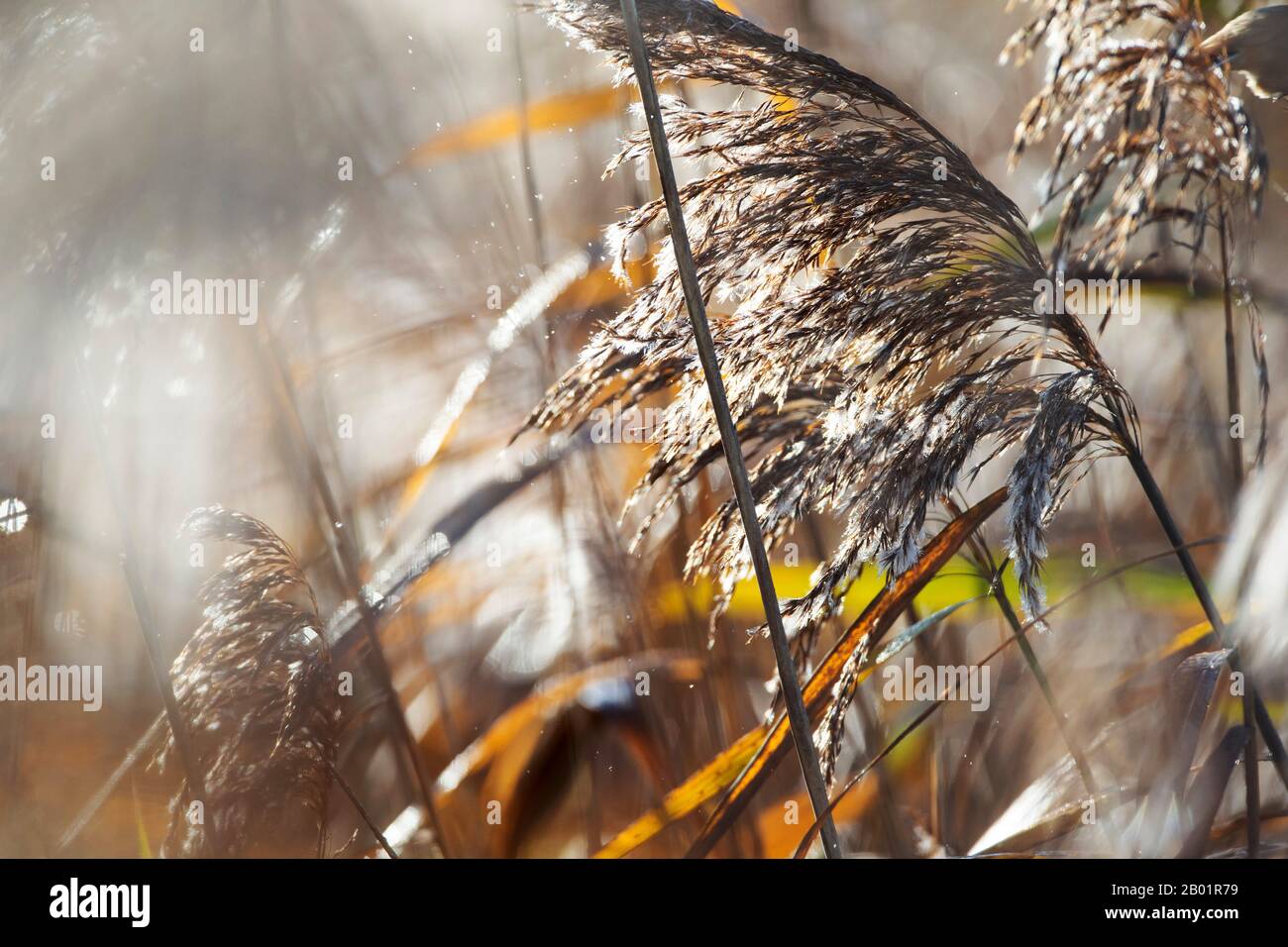 reed grass, common reed (Phragmites communis, Phragmites australis