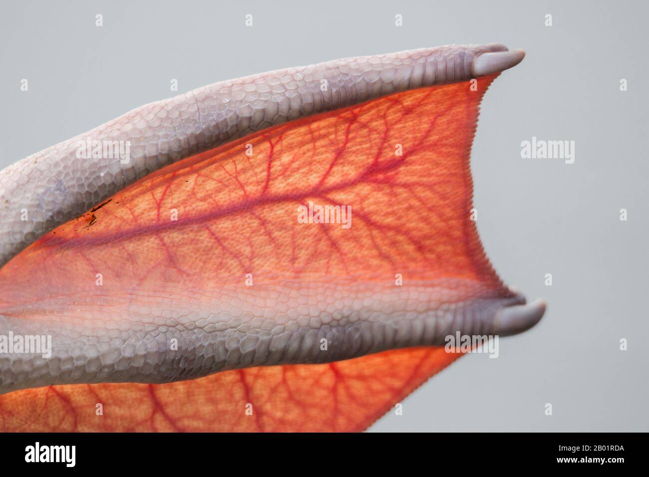 Veiny feet hi-res stock photography and images - Alamy