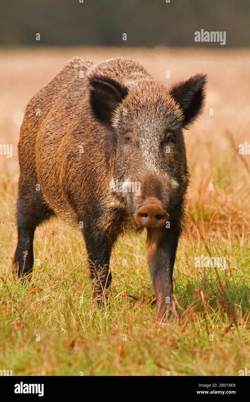 wild boar, pig, wild boar (Sus scrofa), standing in a meadow, front view, Germany, Lower Saxony Stock Photo