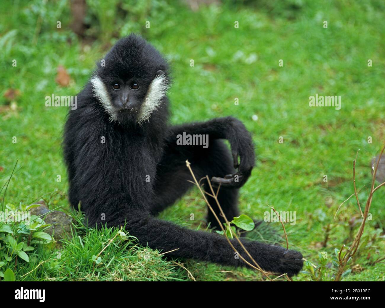 crested gibbon, black-crested Gibbon (Hylobates concolor), male sitting in a meadow Stock Photo