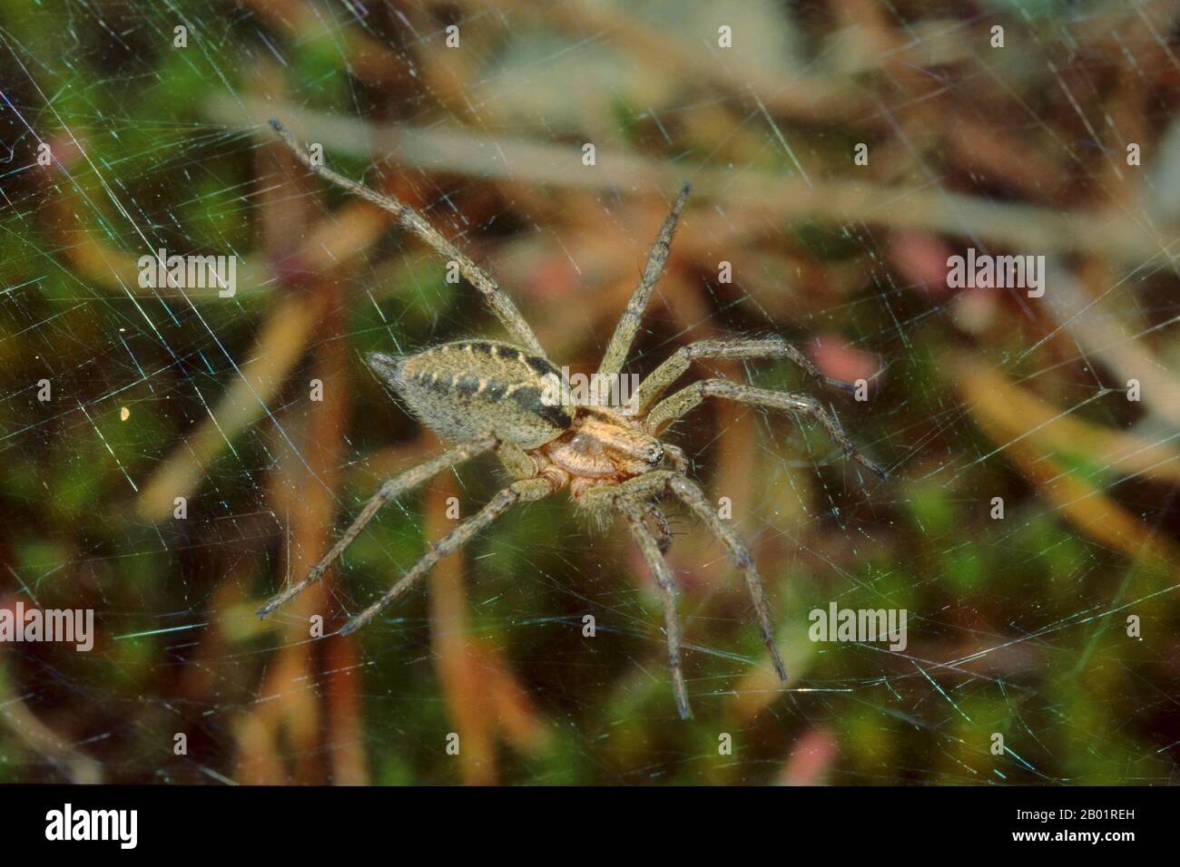 grass funnel-weaver, maze spider (Agelena labyrinthica), spider in web, Germany Stock Photo