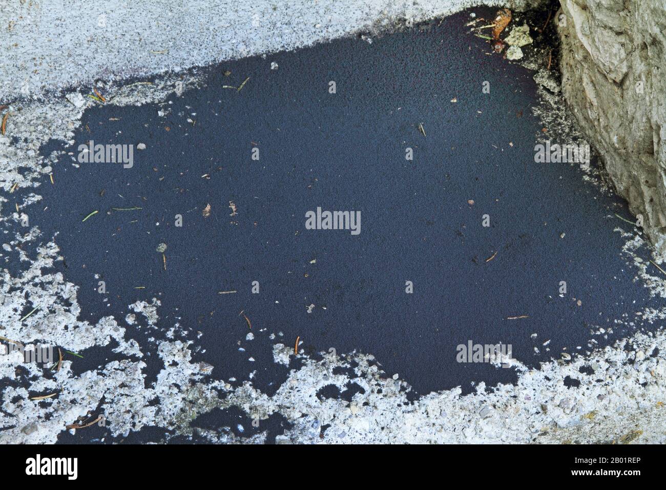 springtail (Collembola), accumulation, Germany Stock Photo