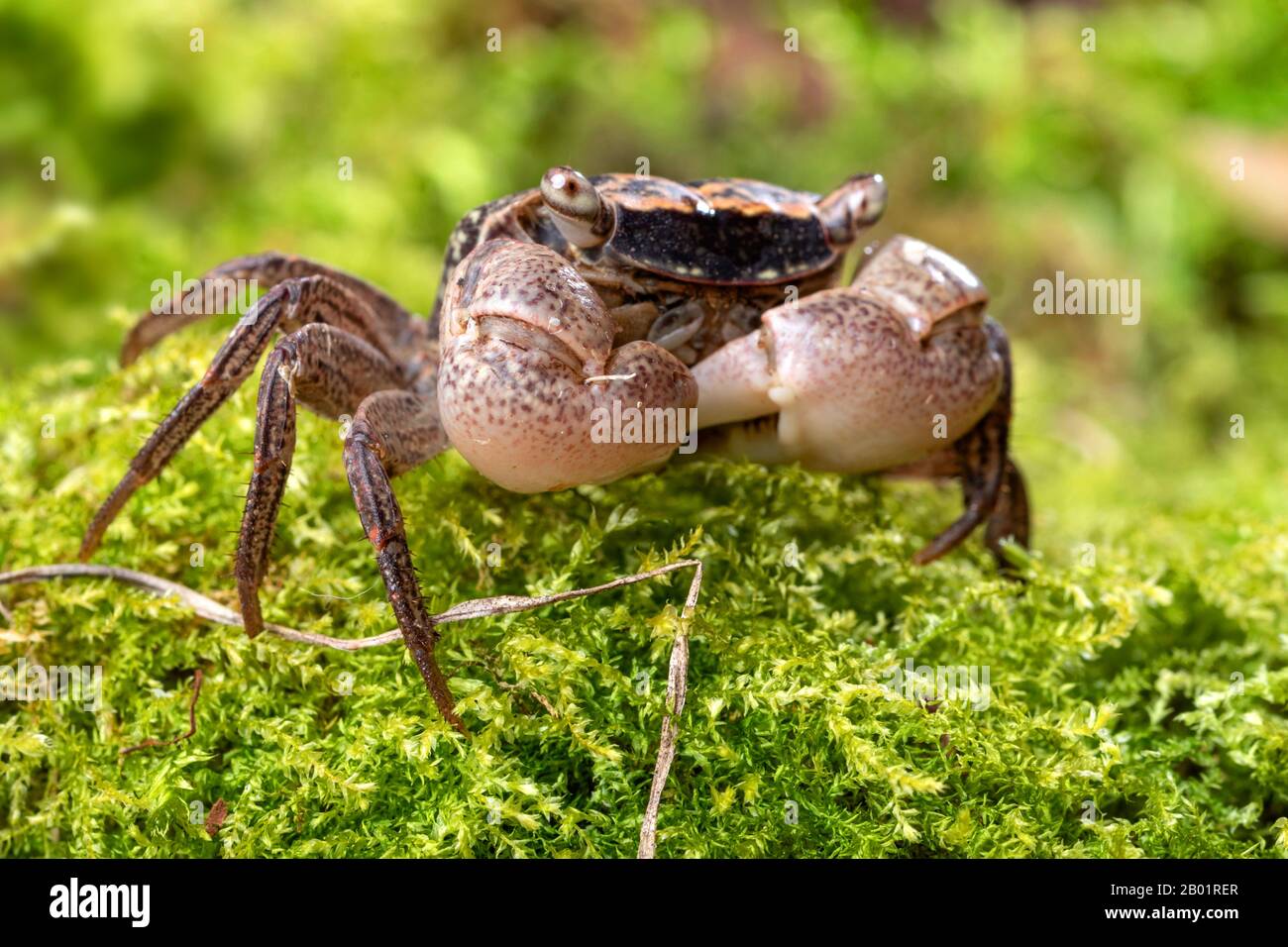 Marble Crab (Metasesarma obesum), on moss Stock Photo