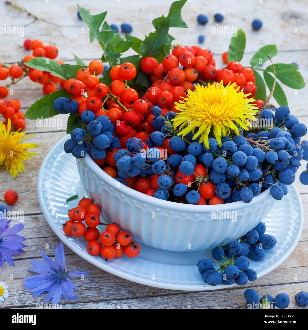 bowl with mountain grapes and rowan tree berries, decoratet with flowers of dandelion and blue sailors, Germany Stock Photo