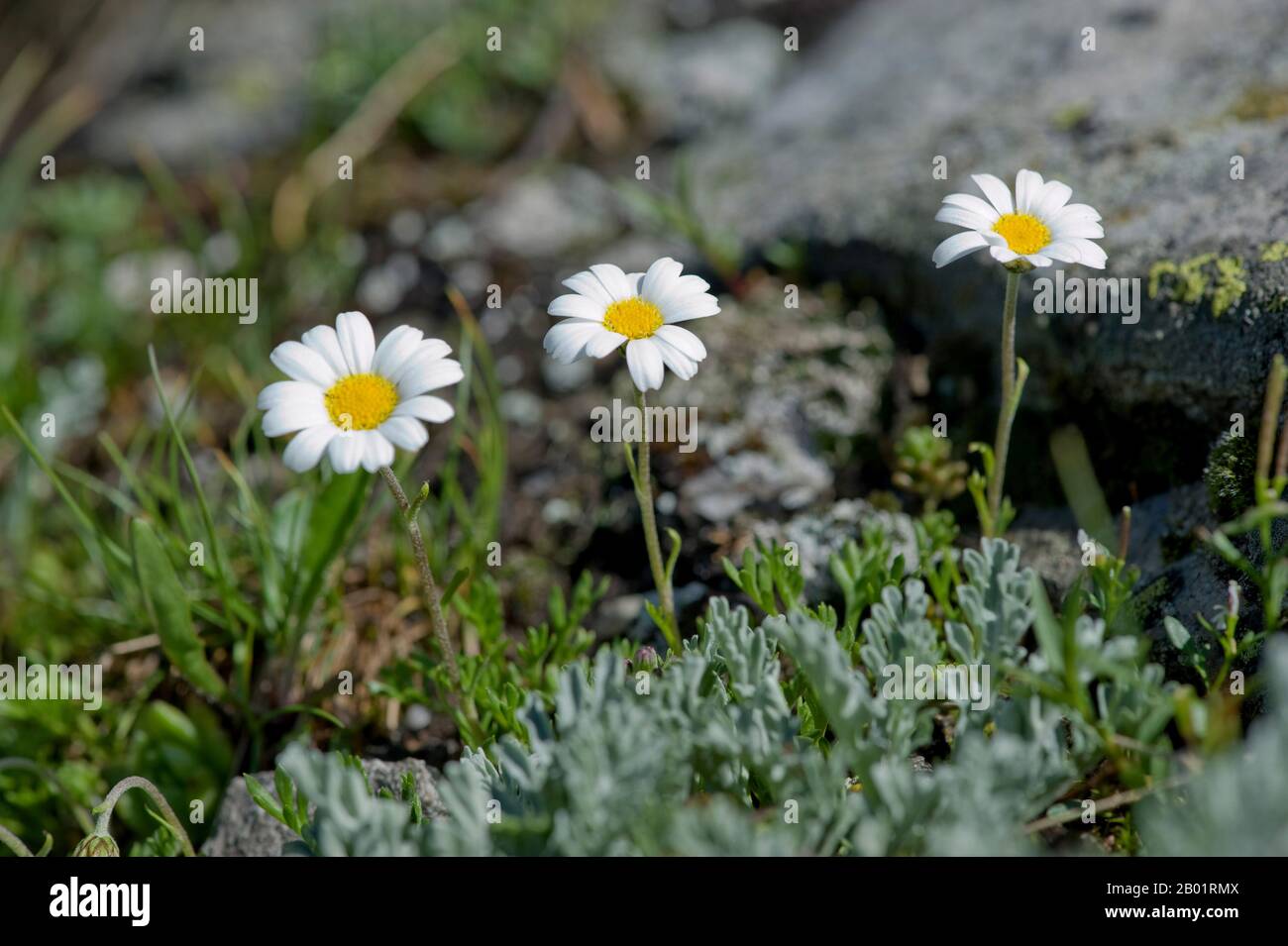 Alpine Moon Daisy (Leucanthemopsis alpina, Chrysanthemum alpinum, Tanacetum alpinum), blooming, Switzerland, Furkapass Stock Photo