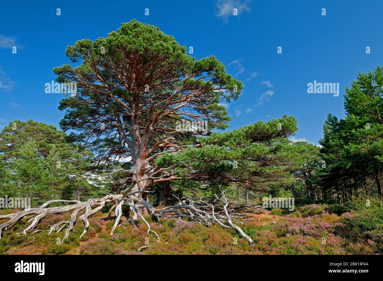 Scotch pine, Scots pine (Pinus sylvestris), old pine with uncovered roots in blooming heath, United Kingdom, Scotland, Cairngorms National Park Stock Photo