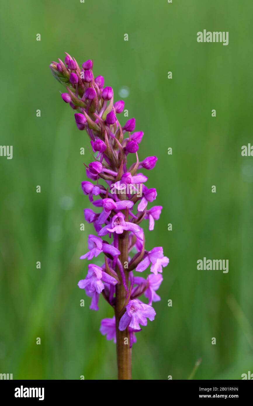 Fragrant orchid (Gymnadenia conopsea), inflorescence, Germany, Bavaria Stock Photo